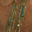 Pine